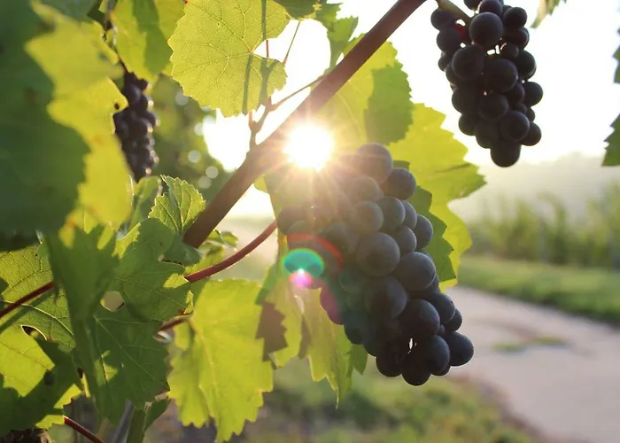 別荘 Les Terrasses De *