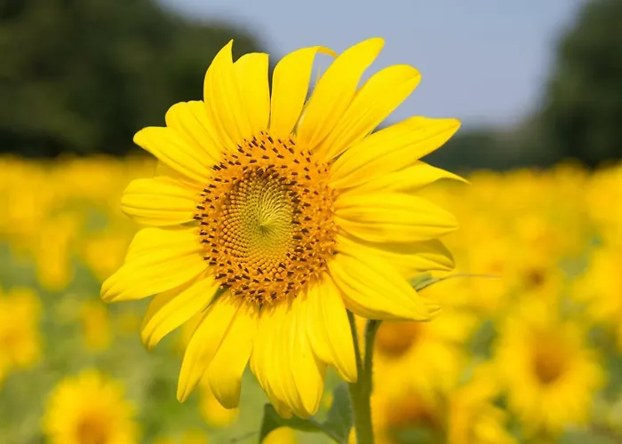 別荘 Les Terrasses De *